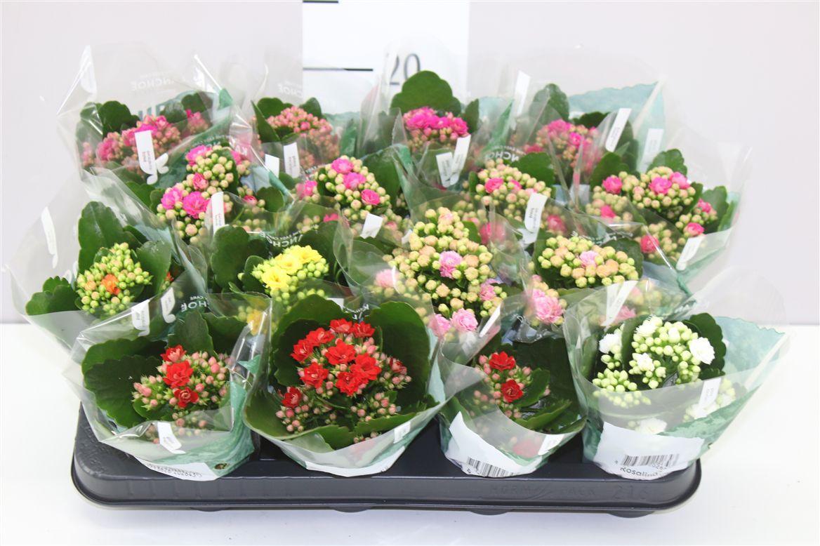 Горшечные цветы и растения оптом Kalanchoe Rosalina Mix от 16шт (для телеги) из Голландии с доставкой по России