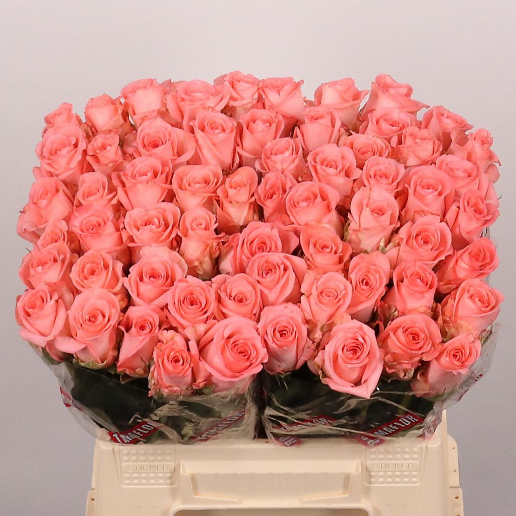 Срезанные цветы оптом Rosa large unicorn от 60шт из Голландии с доставкой по России