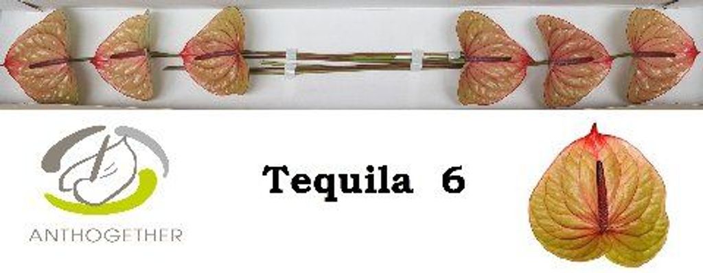 Срезанные цветы оптом Anthurium tequila от 6шт из Голландии с доставкой по России