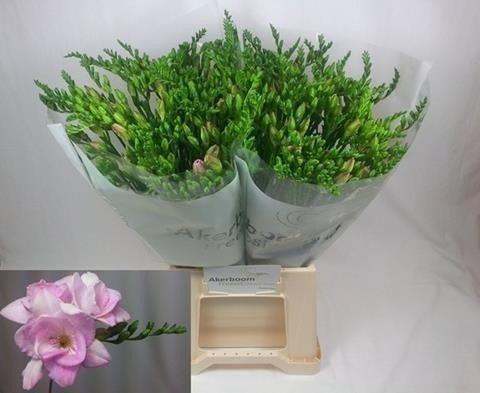 Срезанные цветы оптом Freesia do honeymoon от 100шт из Голландии с доставкой по России