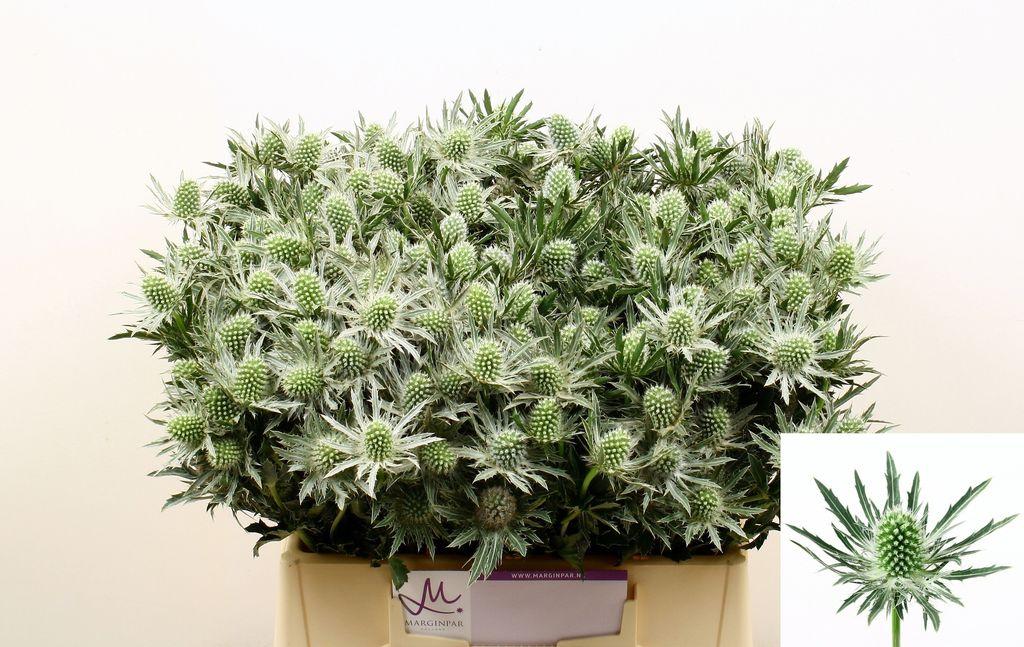 Срезанные цветы оптом Eryngium sirius A от 60шт из Голландии с доставкой по России