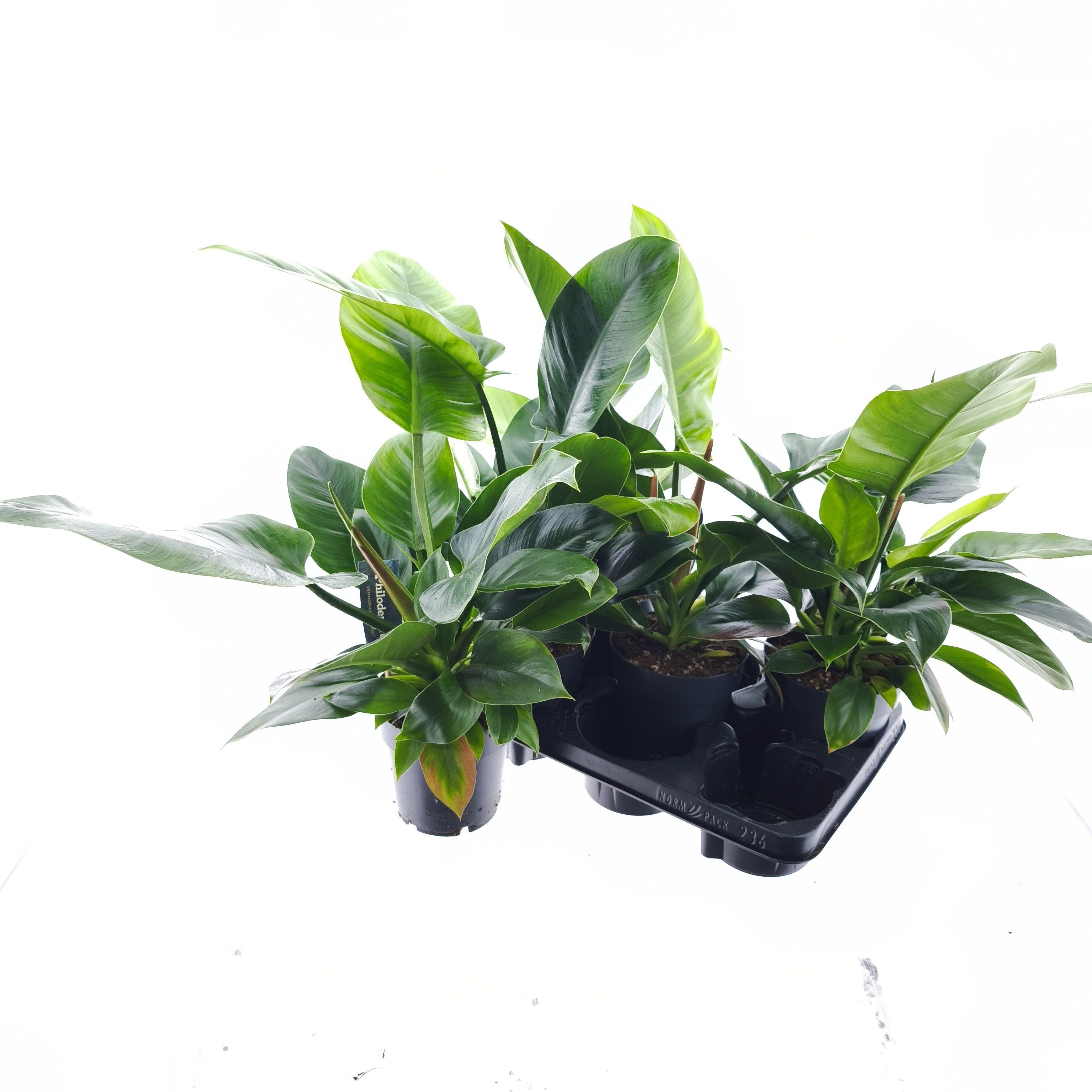 Горшечные цветы и растения оптом Phil Imperial Green от 5шт из Голландии с доставкой по России