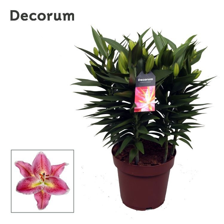 Горшечные цветы и растения оптом Lilium Or Reeleeze 5pp (decorum) от 5шт из Голландии с доставкой по России