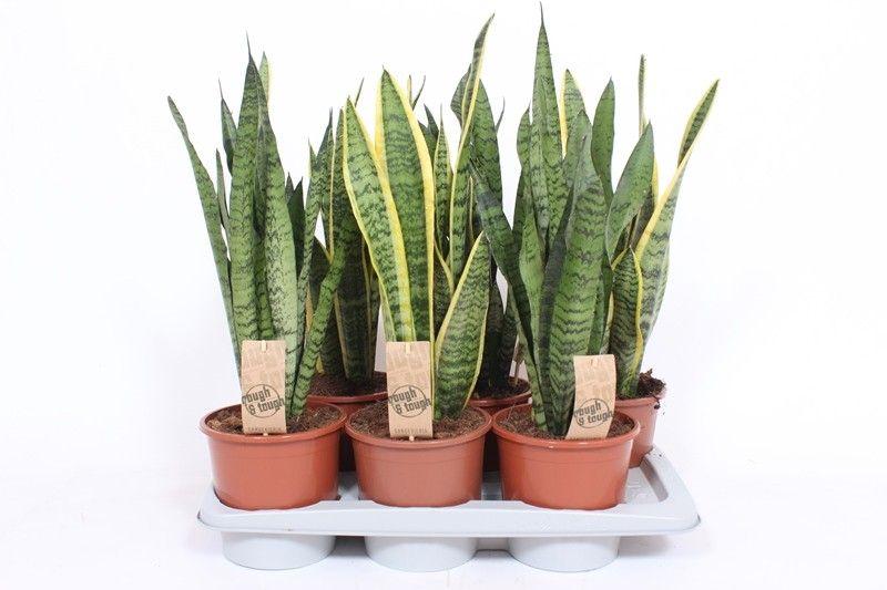 Горшечные цветы и растения оптом Sansevieria Mix от 6шт из Голландии с доставкой по России