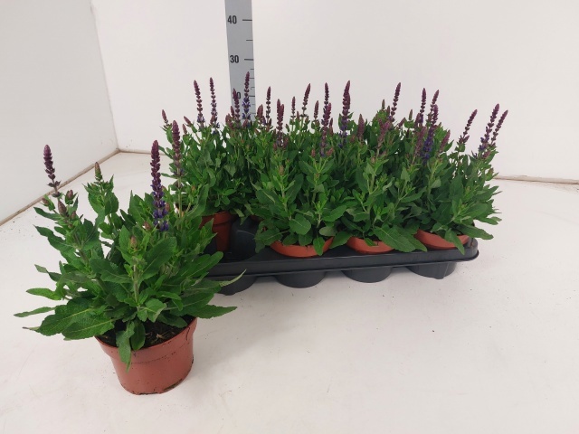 Горшечные цветы и растения оптом Salvia Ne Bor D Blue от 8шт из Голландии с доставкой по России