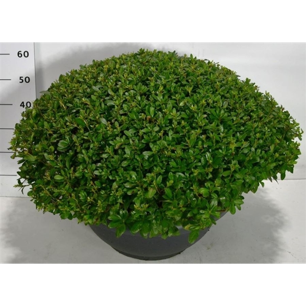 Горшечные цветы и растения оптом Rhododendron (aj) Hino Crimson от 1шт из Голландии с доставкой по России