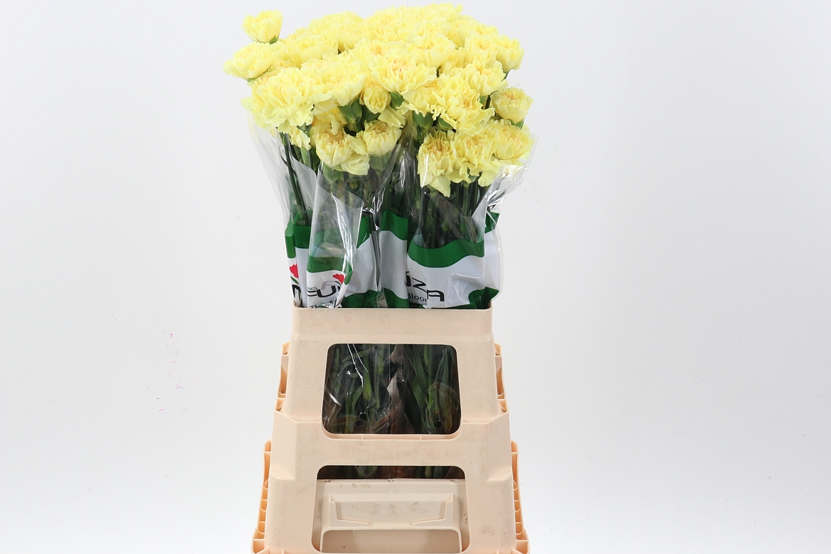 Срезанные цветы оптом Dianthus st hermes от 80шт. из Голландии с доставкой по России
