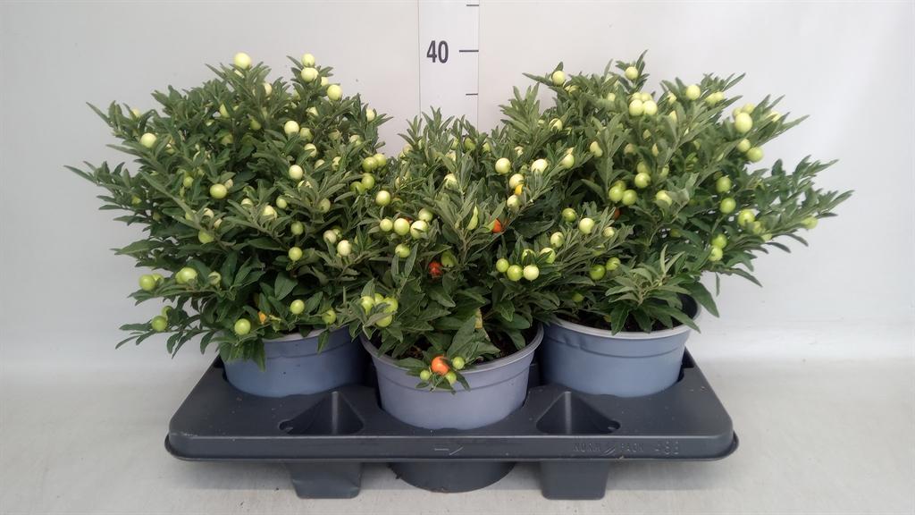Горшечные цветы и растения оптом Solanum Pseudocapsicum от 3шт из Голландии с доставкой по России