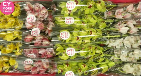 Срезанные цветы оптом Minicymbidium mix spring от 20шт из Голландии с доставкой по России