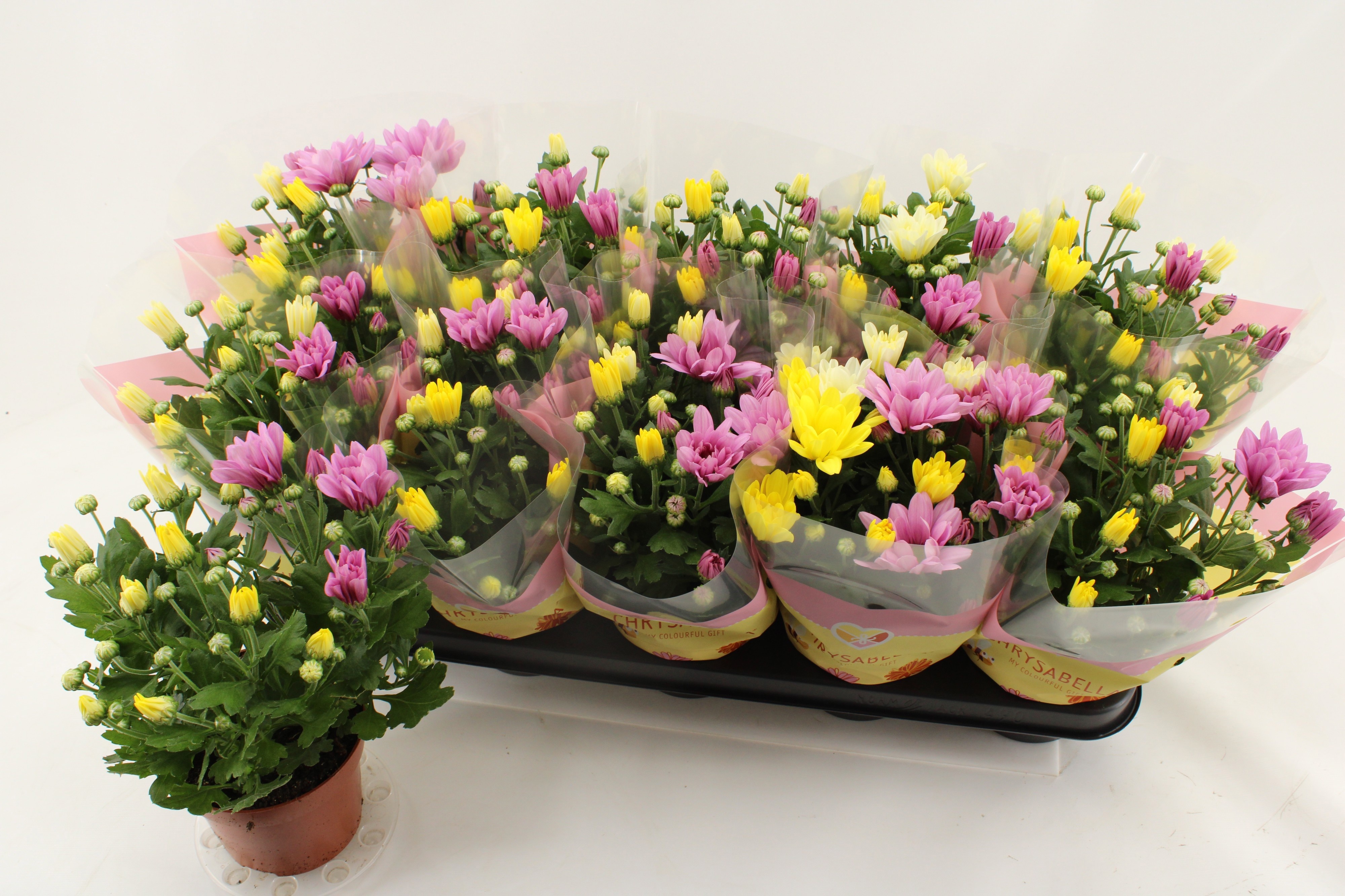 Горшечные цветы и растения оптом Chrys Gem In Pot от 10шт из Голландии с доставкой по России