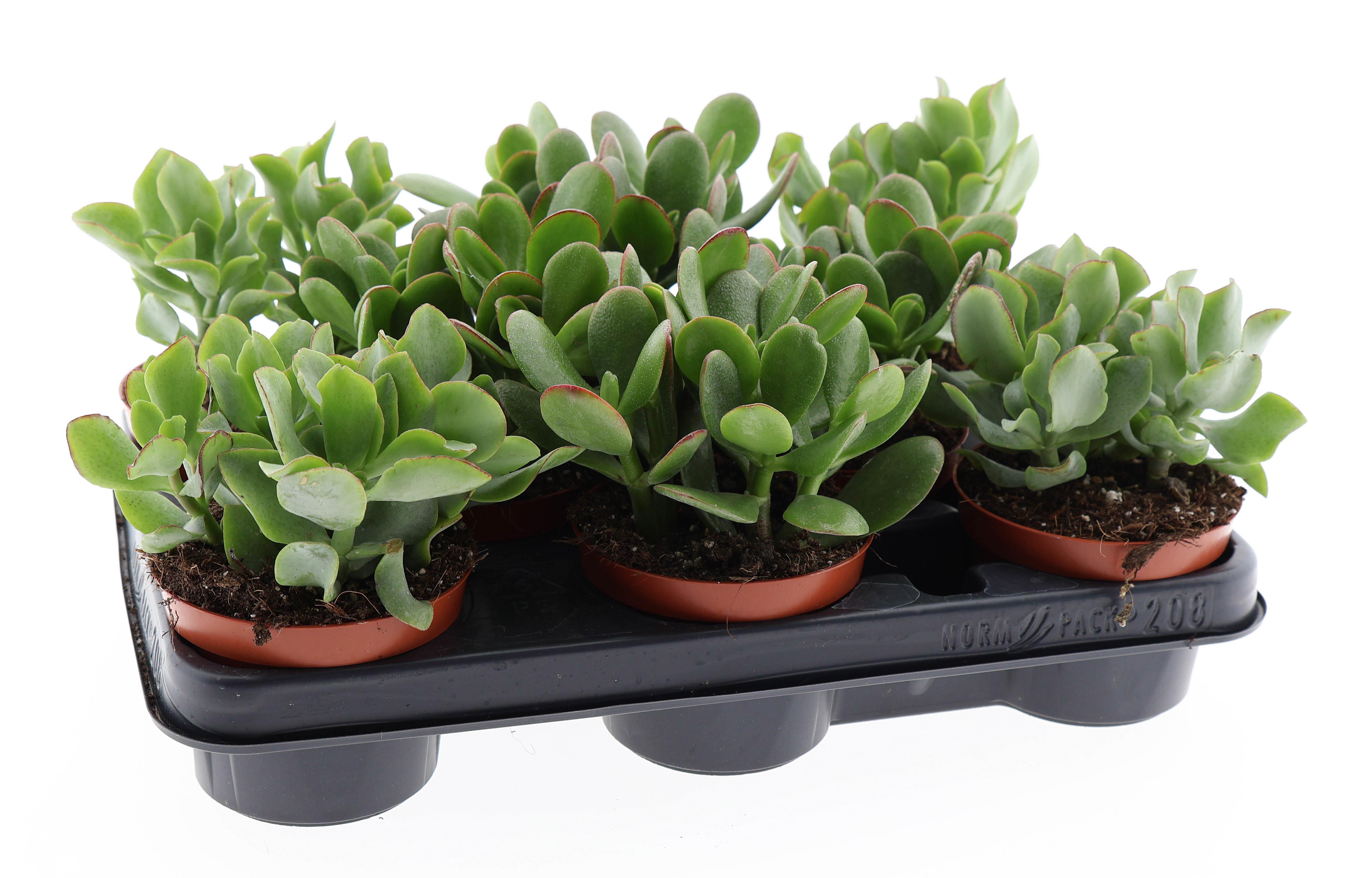 Горшечные цветы и растения оптом Crassula Mix от 8шт из Голландии с доставкой по России