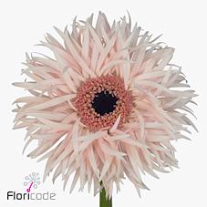 Срезанные цветы оптом Gerbera cream springs от 50шт. из Голландии с доставкой по России