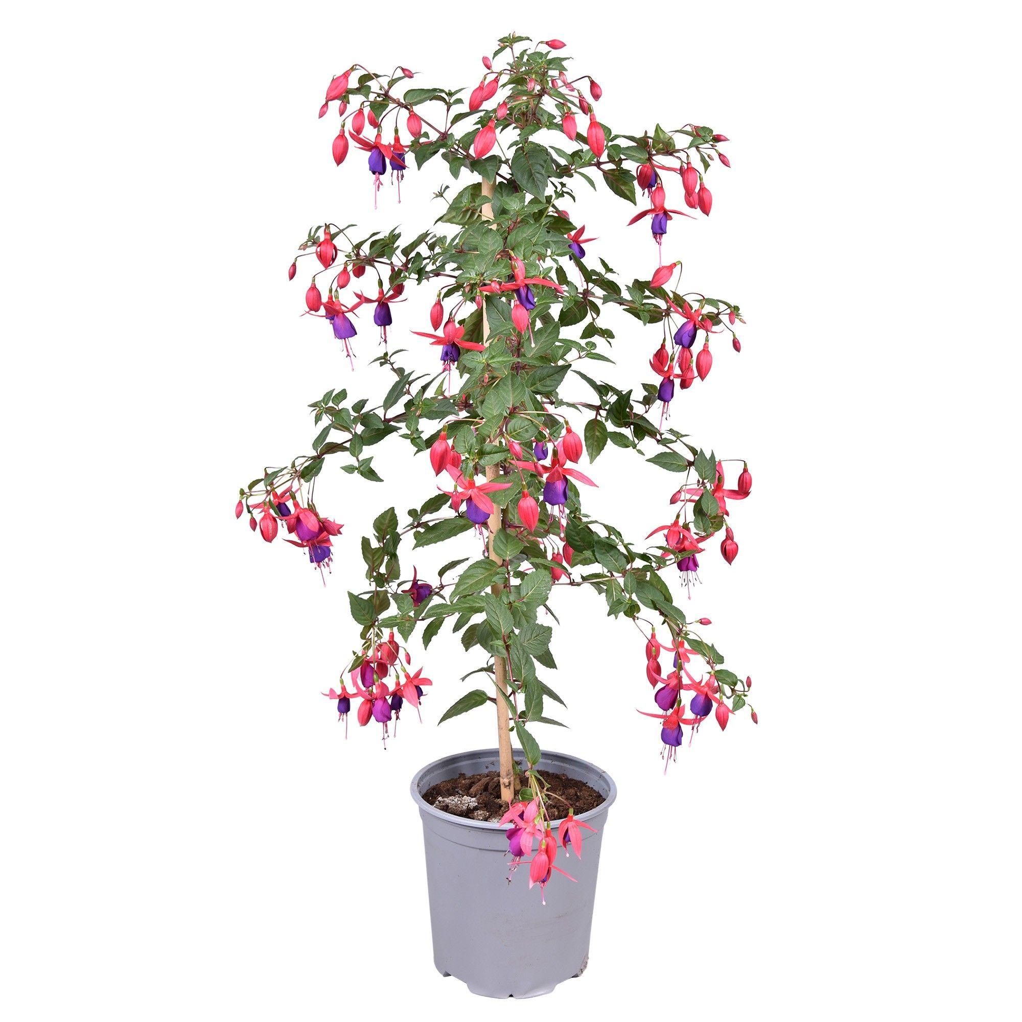 Горшечные цветы и растения оптом Fuchsia Angela On Stem от 1шт из Голландии с доставкой по России
