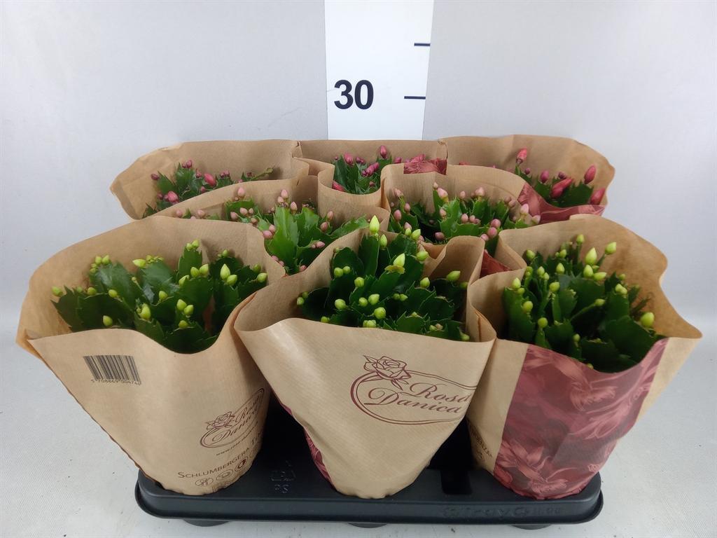 Горшечные цветы и растения оптом Schlumbergera ... от 8шт из Голландии с доставкой по России
