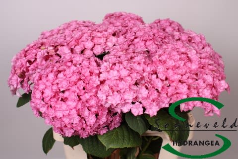 Срезанные цветы оптом Hydrangea beautensia luxor от 10шт из Голландии с доставкой по России