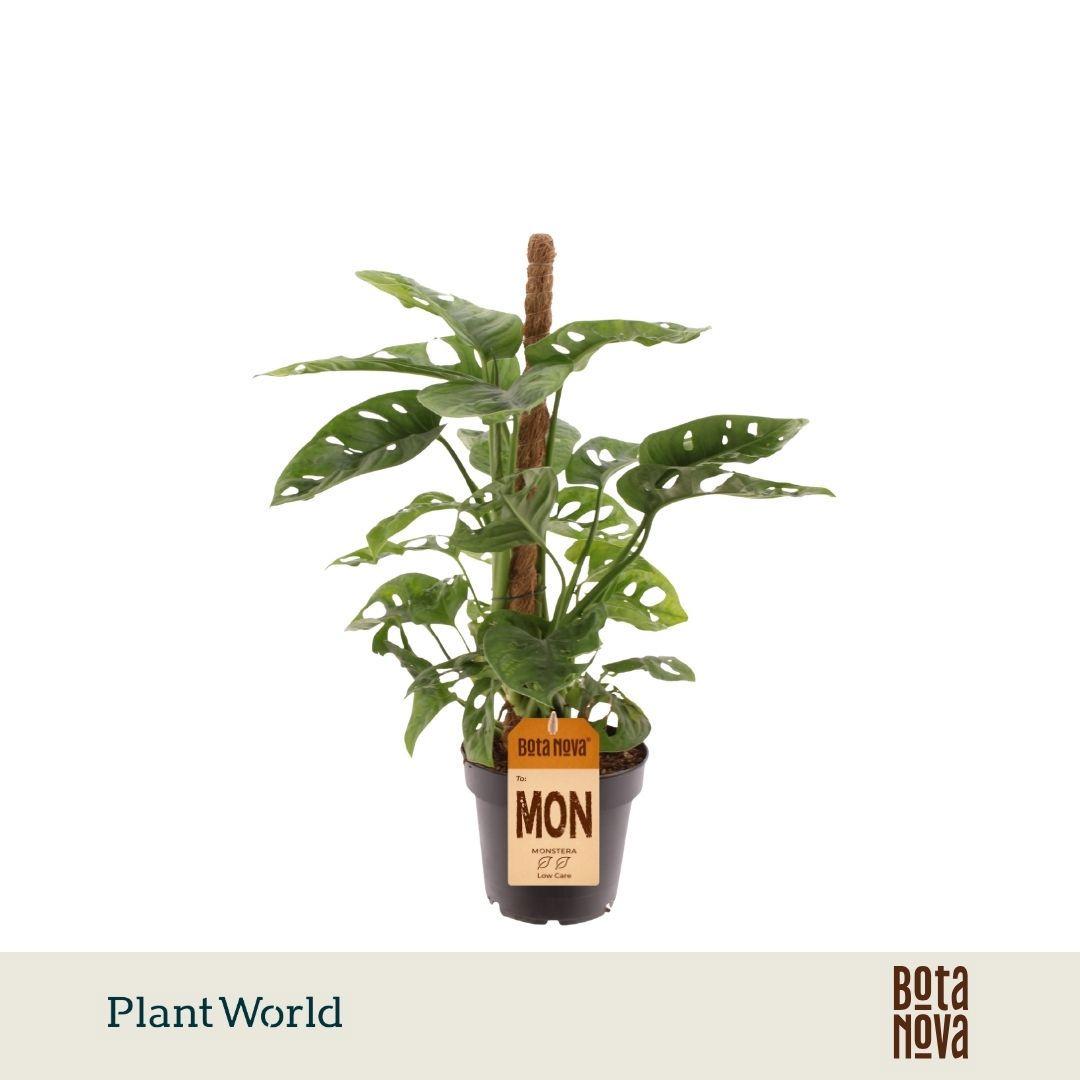 Горшечные цветы и растения оптом Monstera Obliqua monkey Leaf Mosspole от 10шт из Голландии с доставкой по России