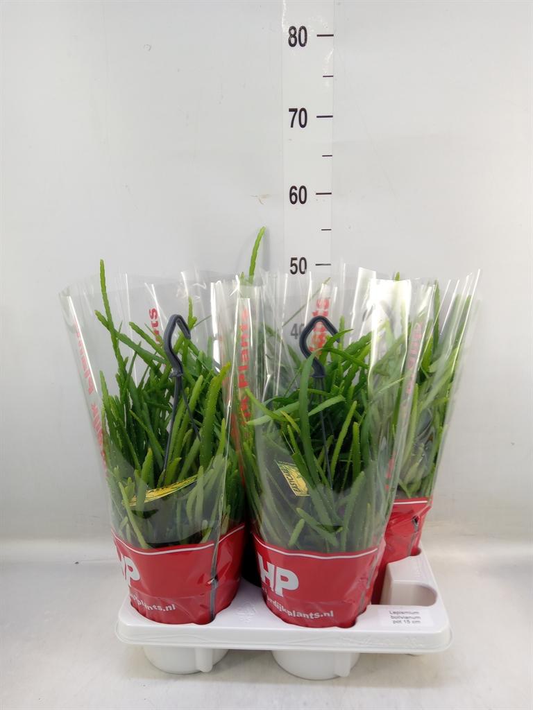 Горшечные цветы и растения оптом Lepismium Bolivianum от 4шт из Голландии с доставкой по России