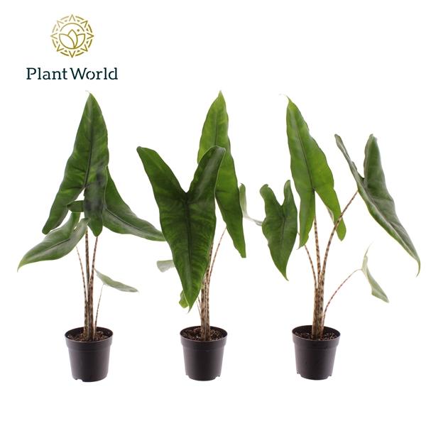 Горшечные цветы и растения оптом Alocasia Zebrina (decorum) от 16шт (для телеги) из Голландии с доставкой по России Горшечные цветы и растения оптом Alocasia Zebrina (decorum) от 16шт (для телеги) из Голландии с доставкой по России