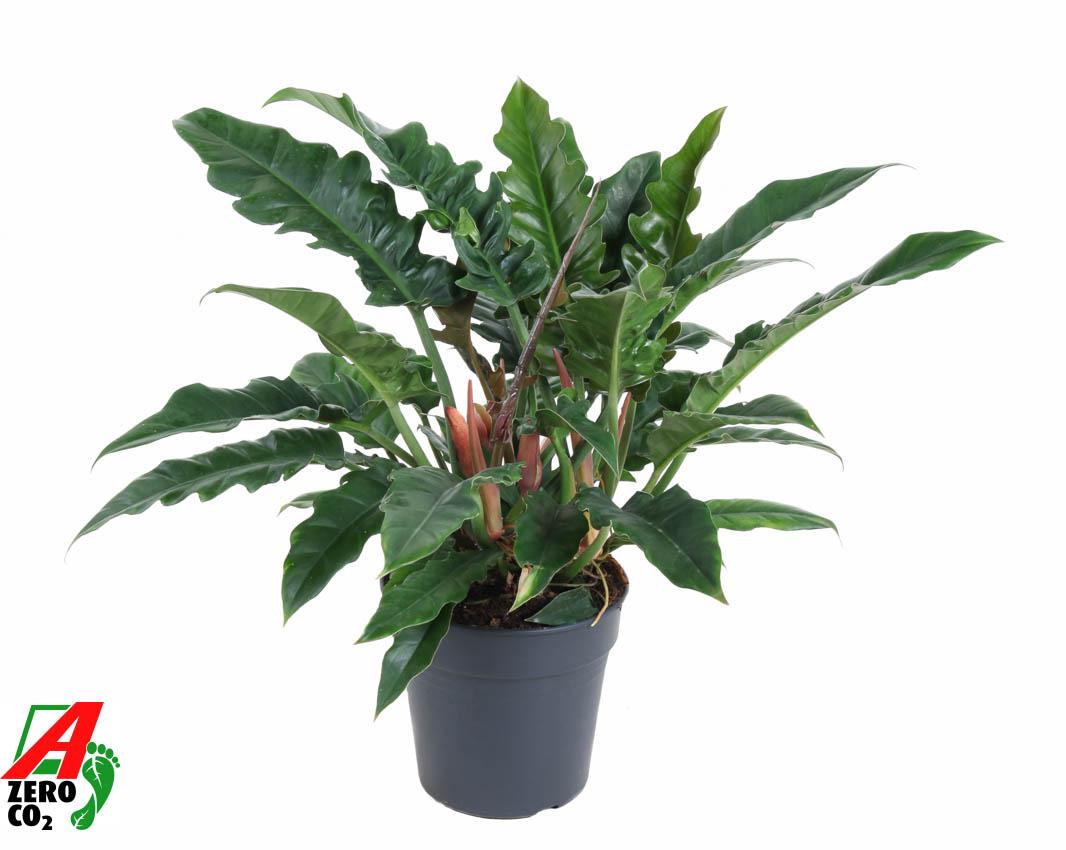 Горшечные цветы и растения оптом Philodendron Narrow от 1шт из Голландии с доставкой по России