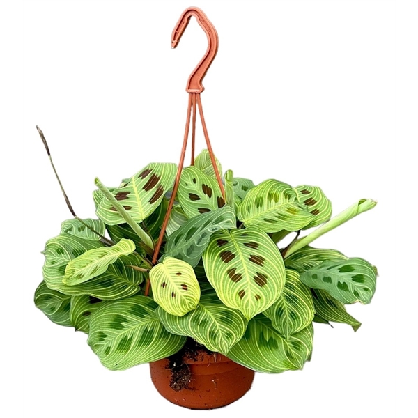 Горшечные цветы и растения оптом Maranta Light Veins от 1шт из Голландии с доставкой по России