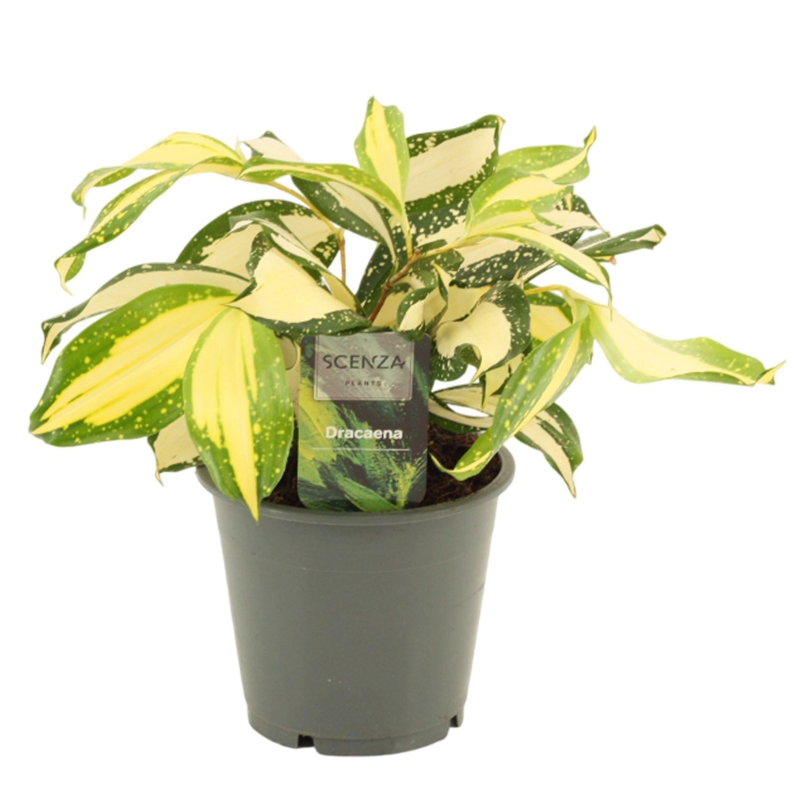 Горшечные цветы и растения оптом Dracaena Milky Way 12 Cm от 10шт из Голландии с доставкой по России