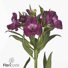 Срезанные цветы оптом Alstroemeria morado от 60шт из Голландии с доставкой по России