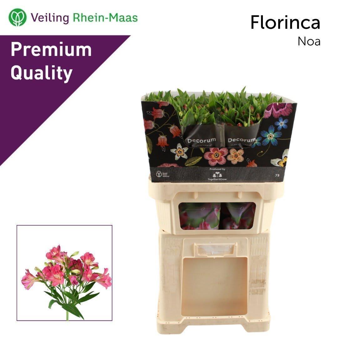 Срезанные цветы оптом Alstroemeria fl noa от 50шт из Голландии с доставкой по России