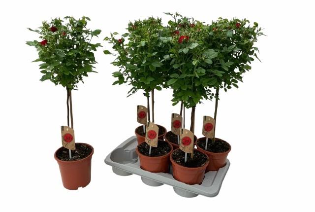 Горшечные цветы и растения оптом Rosa St Ov от 6шт из Голландии с доставкой по России