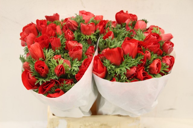 Срезанные цветы оптом Anemone mistral plus red от 100шт из Голландии с доставкой по России