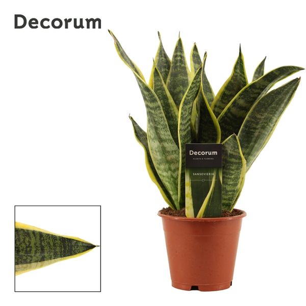 Горшечные цветы и растения оптом Sansevieria Superba (decorum) от 10шт из Голландии с доставкой по России