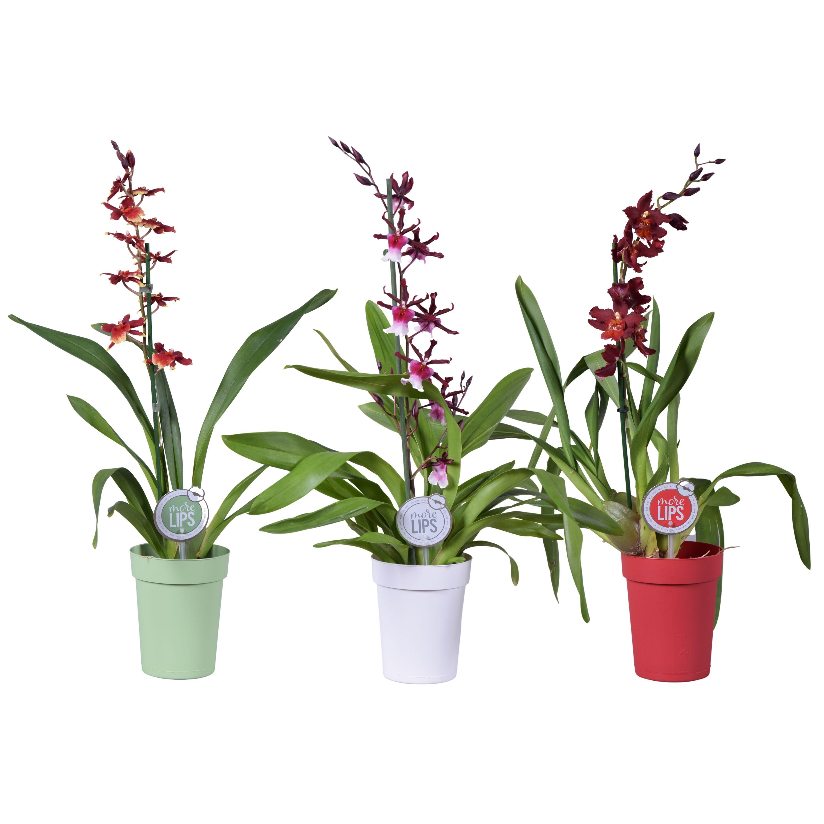 Горшечные цветы и растения оптом Odontoglossum 1st Mix In Pot (morelips) от 6шт из Голландии с доставкой по России
