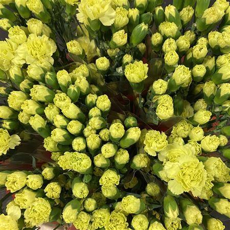 Срезанные цветы оптом Dianthus sp bamboo от 100шт из Голландии с доставкой по России