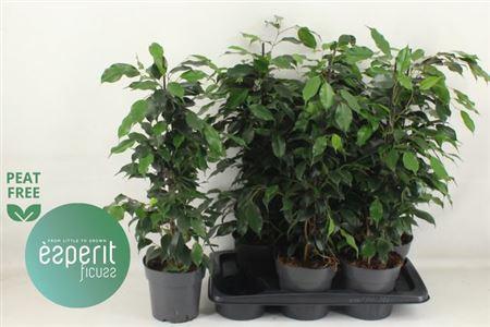 Горшечные цветы и растения оптом Ficus Be Danielle от 6шт из Голландии с доставкой по России