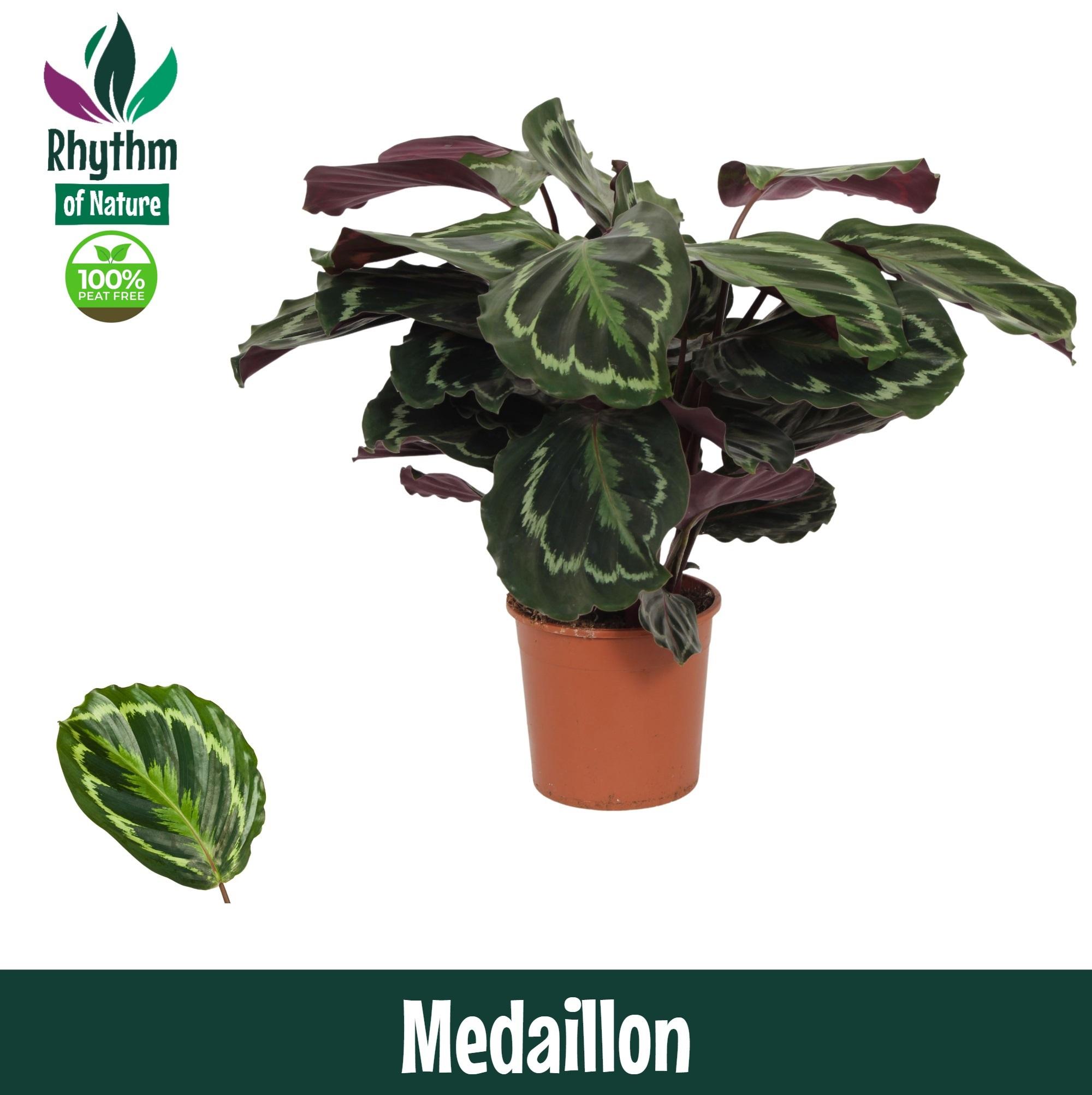 Горшечные цветы и растения оптом Calathea Medaillon от 8шт из Голландии с доставкой по России