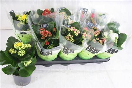 Горшечные цветы и растения оптом Kal Ge Gem 5 Kl P12 от 10шт из Голландии с доставкой по России