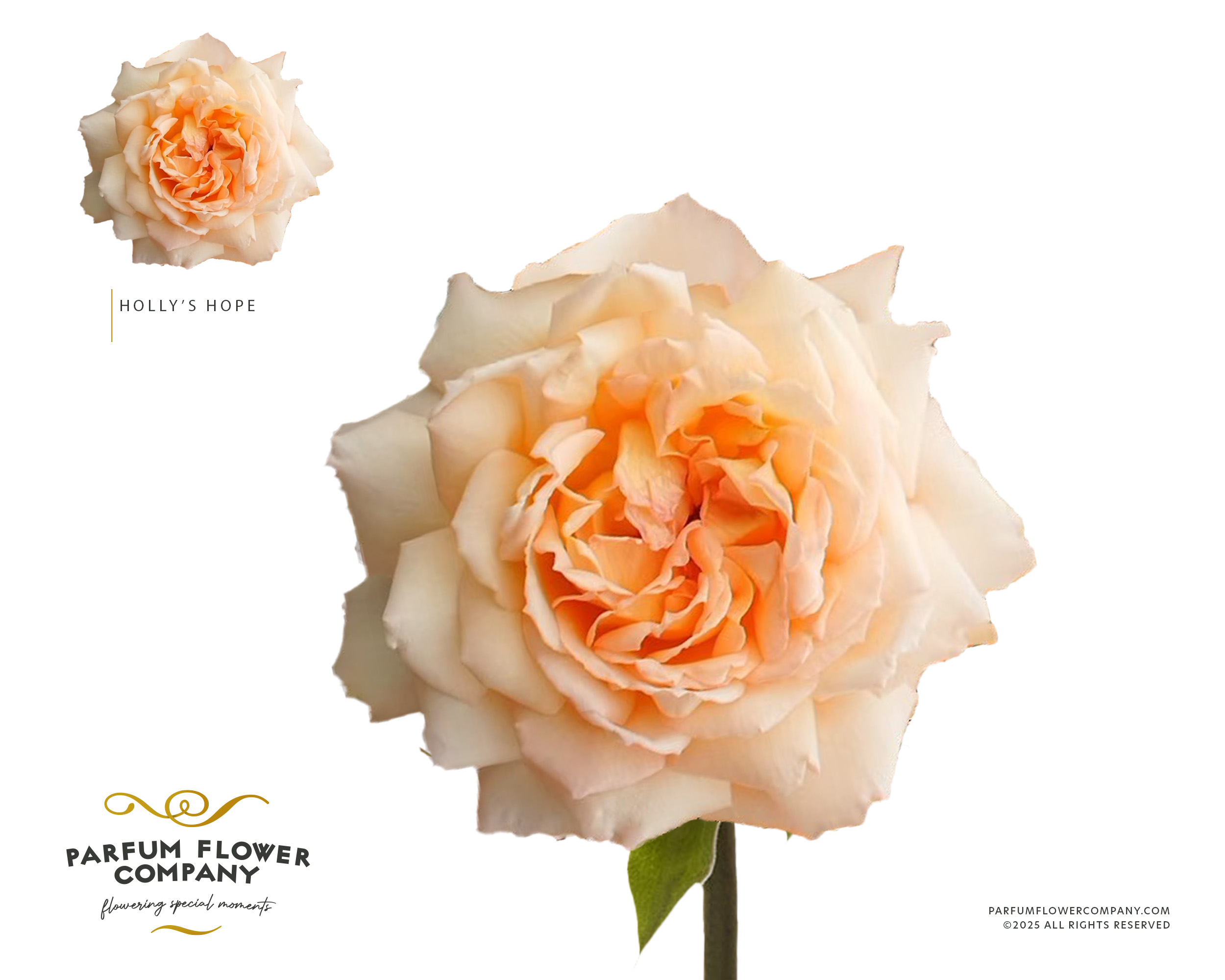 Срезанные цветы оптом Rosa garden holly hope от 24шт из Голландии с доставкой по России