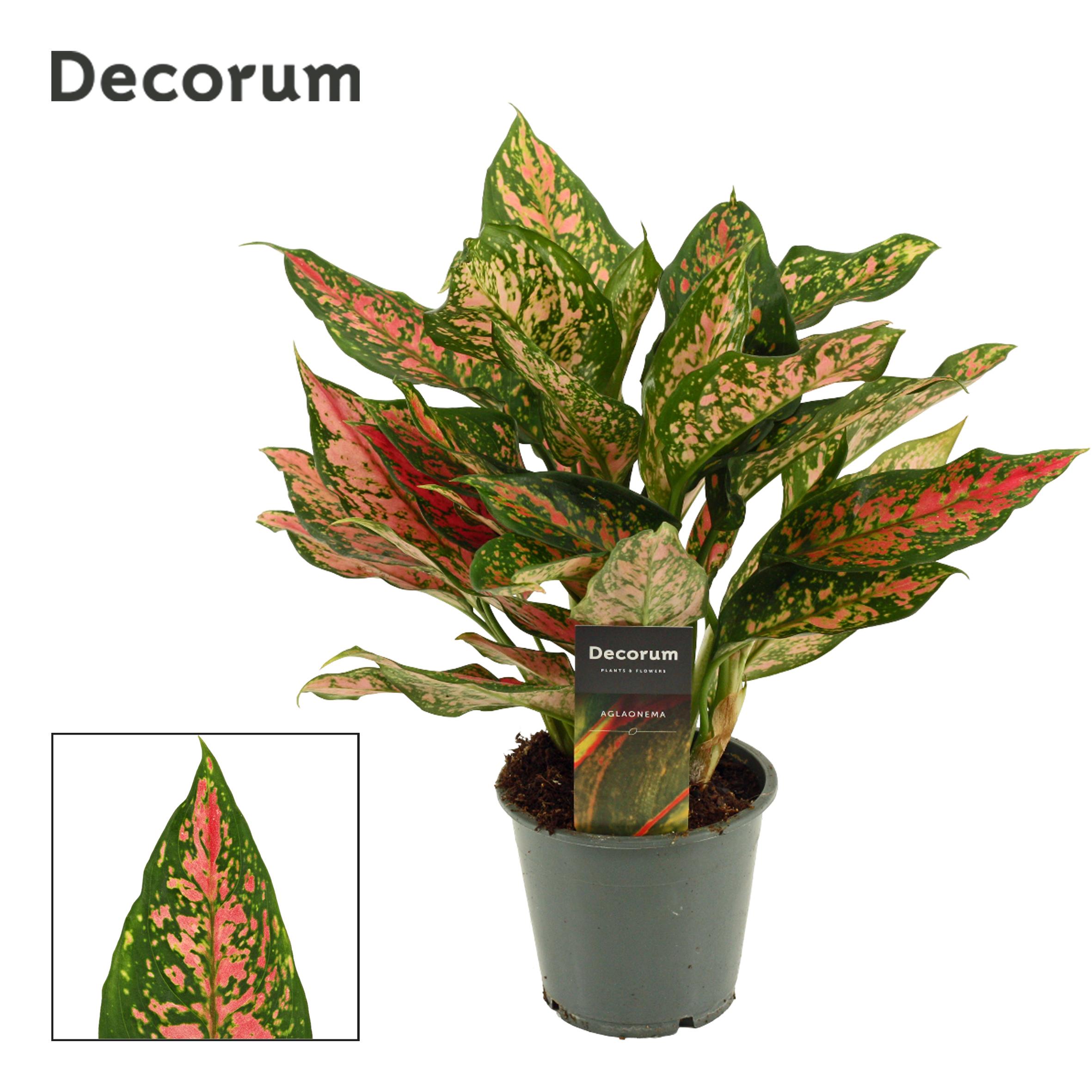 Горшечные цветы и растения оптом Aglaonema Unyamanee (decorum) от 10шт из Голландии с доставкой по России