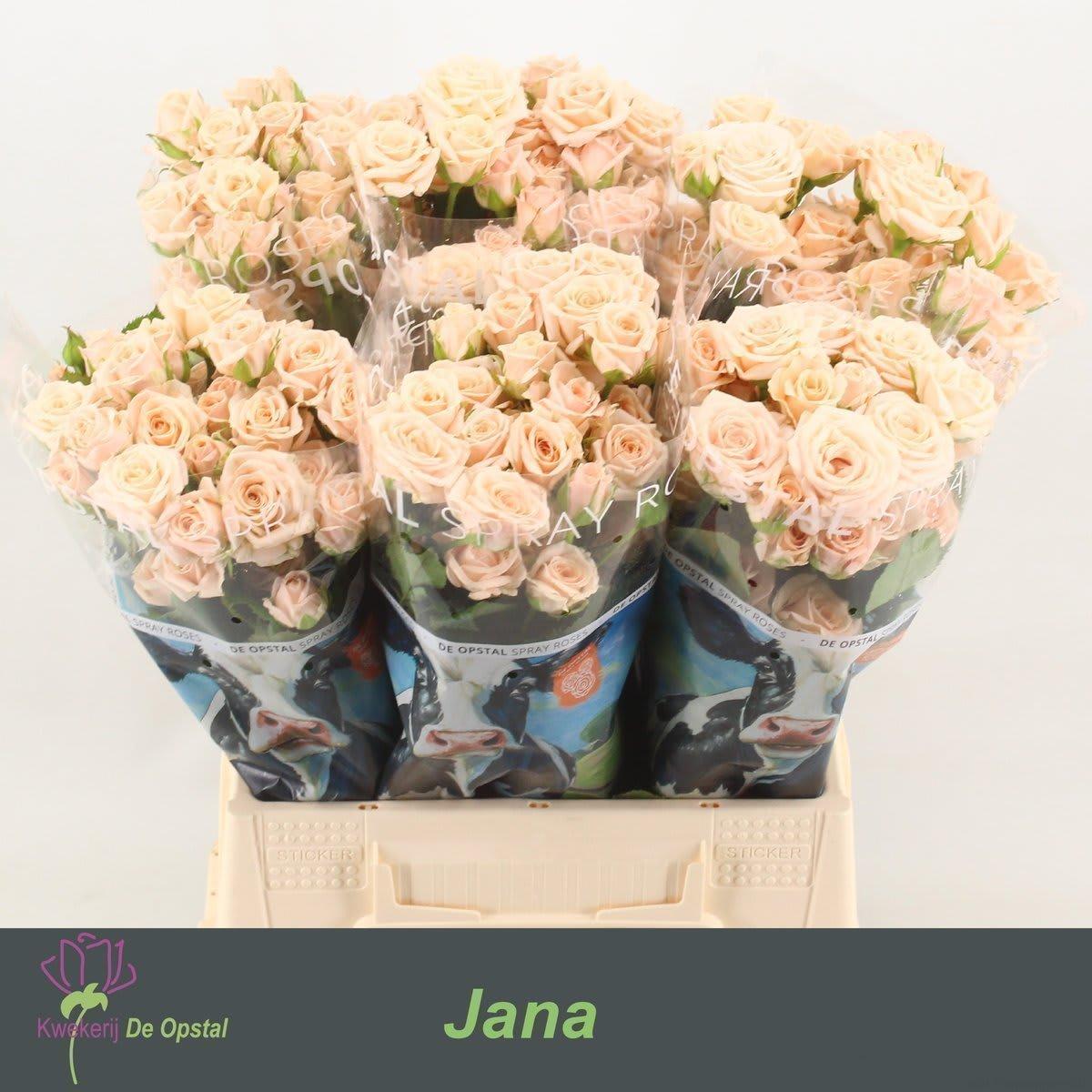 Срезанные цветы оптом Rosa spray jana от 60шт из Голландии с доставкой по России