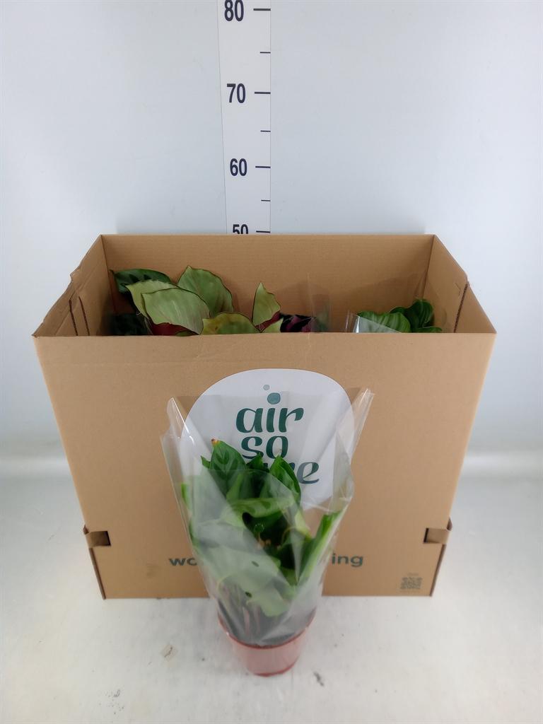 Горшечные цветы и растения оптом Calathea   ...mix 4 от 8шт из Голландии с доставкой по России