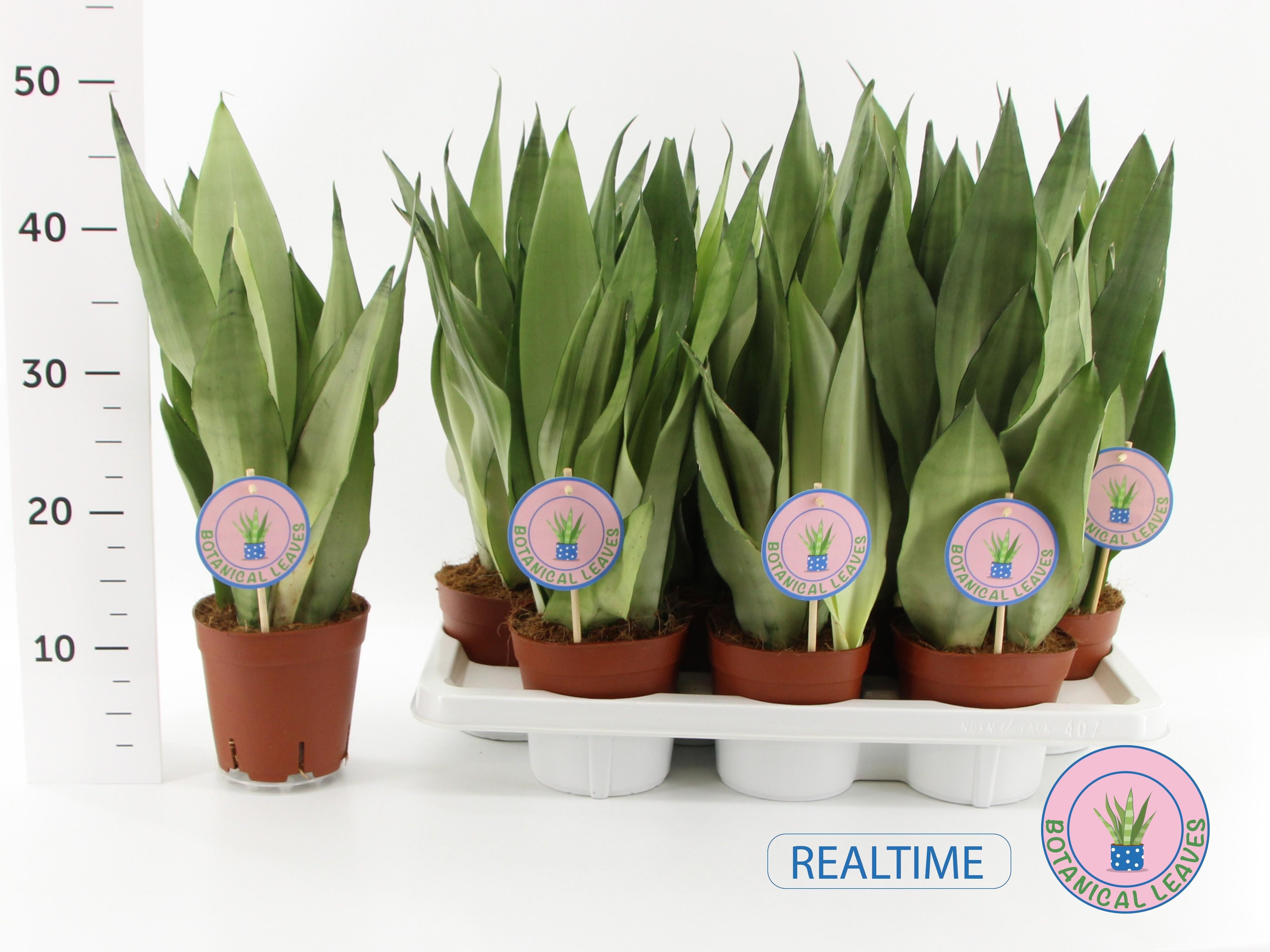 Горшечные цветы и растения оптом Sansev Moonshine от 7шт из Голландии с доставкой по России