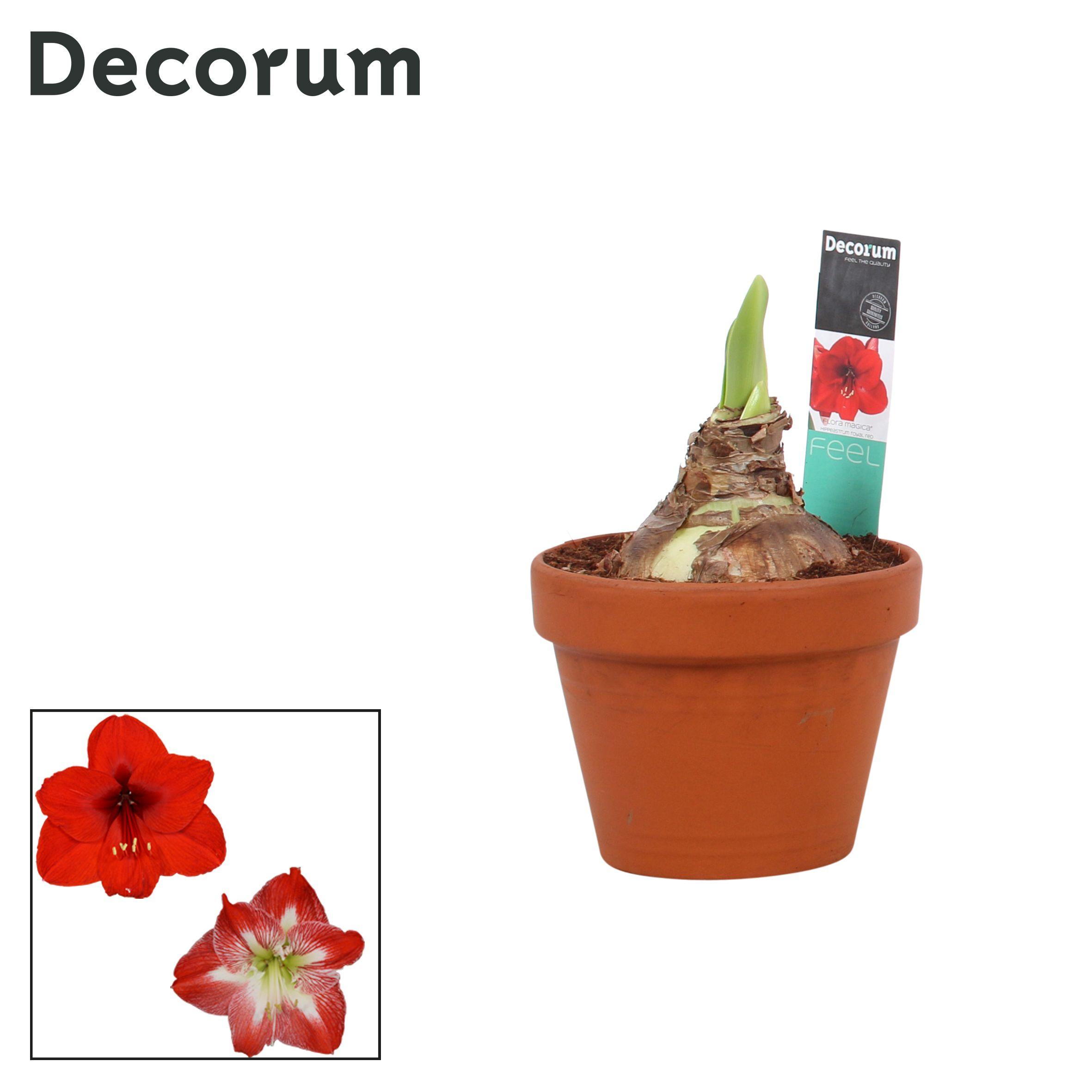 Горшечные цветы и растения оптом Hipp Mix 2pp In Terracotta (decorum) от 3шт из Голландии с доставкой по России
