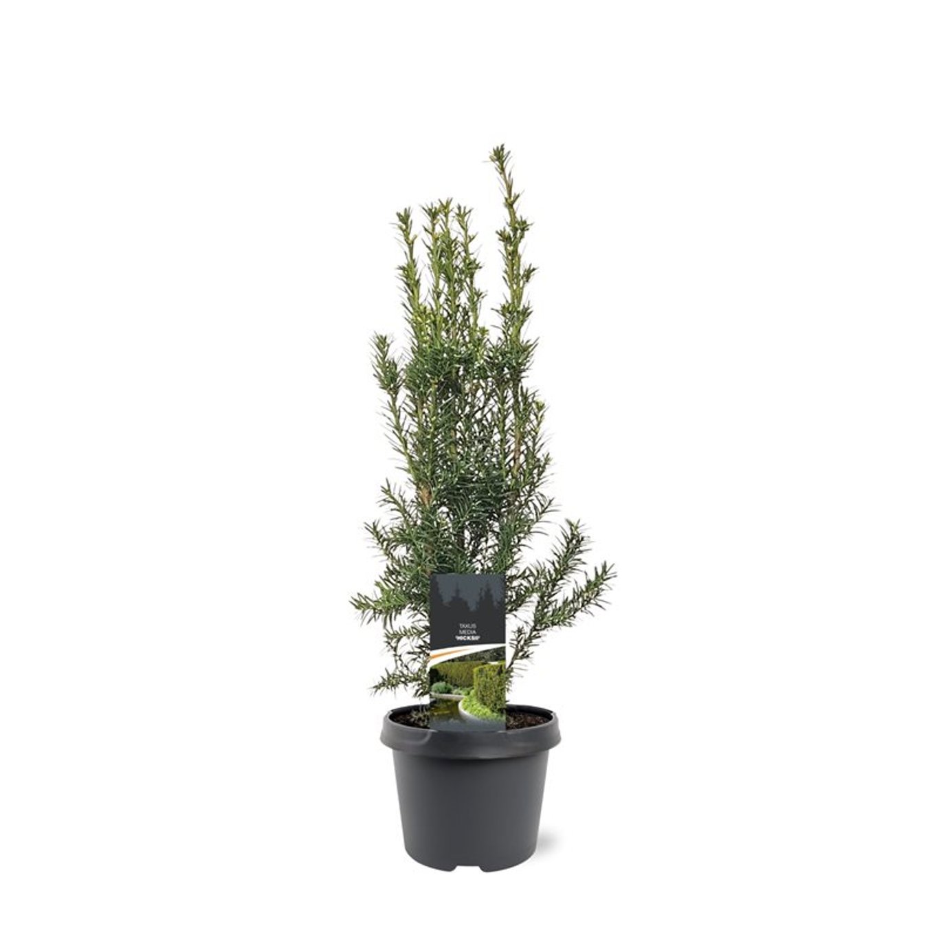 Горшечные цветы и растения оптом Taxus Media Hicksii от 1шт из Голландии с доставкой по России