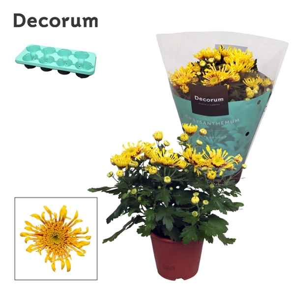 Горшечные цветы и растения оптом Chrys Anemona Yellow (decorum) от 8шт из Голландии с доставкой по России