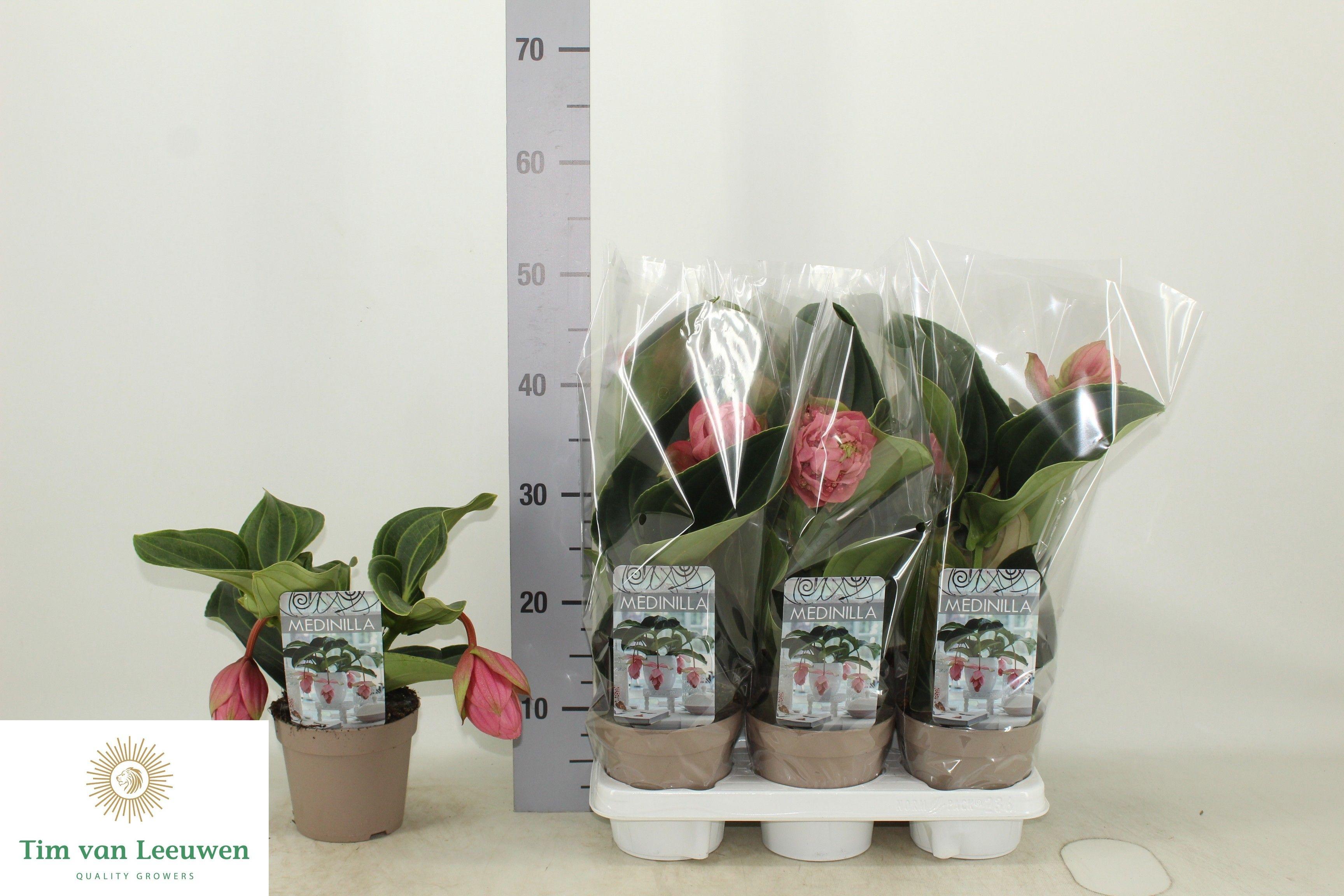 Горшечные цветы и растения оптом Medin Candy 2fl от 6шт из Голландии с доставкой по России