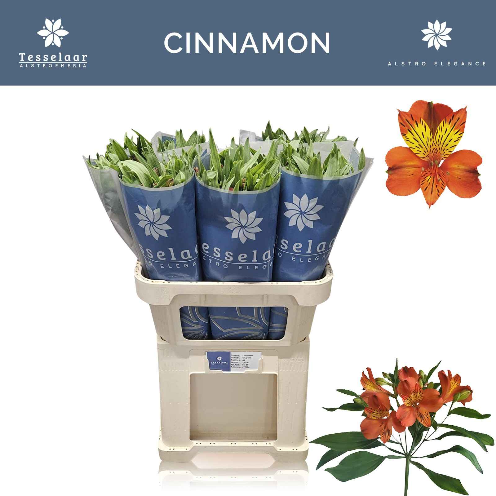 Срезанные цветы оптом Alstroemeria cinnamon от 60шт из Голландии с доставкой по России