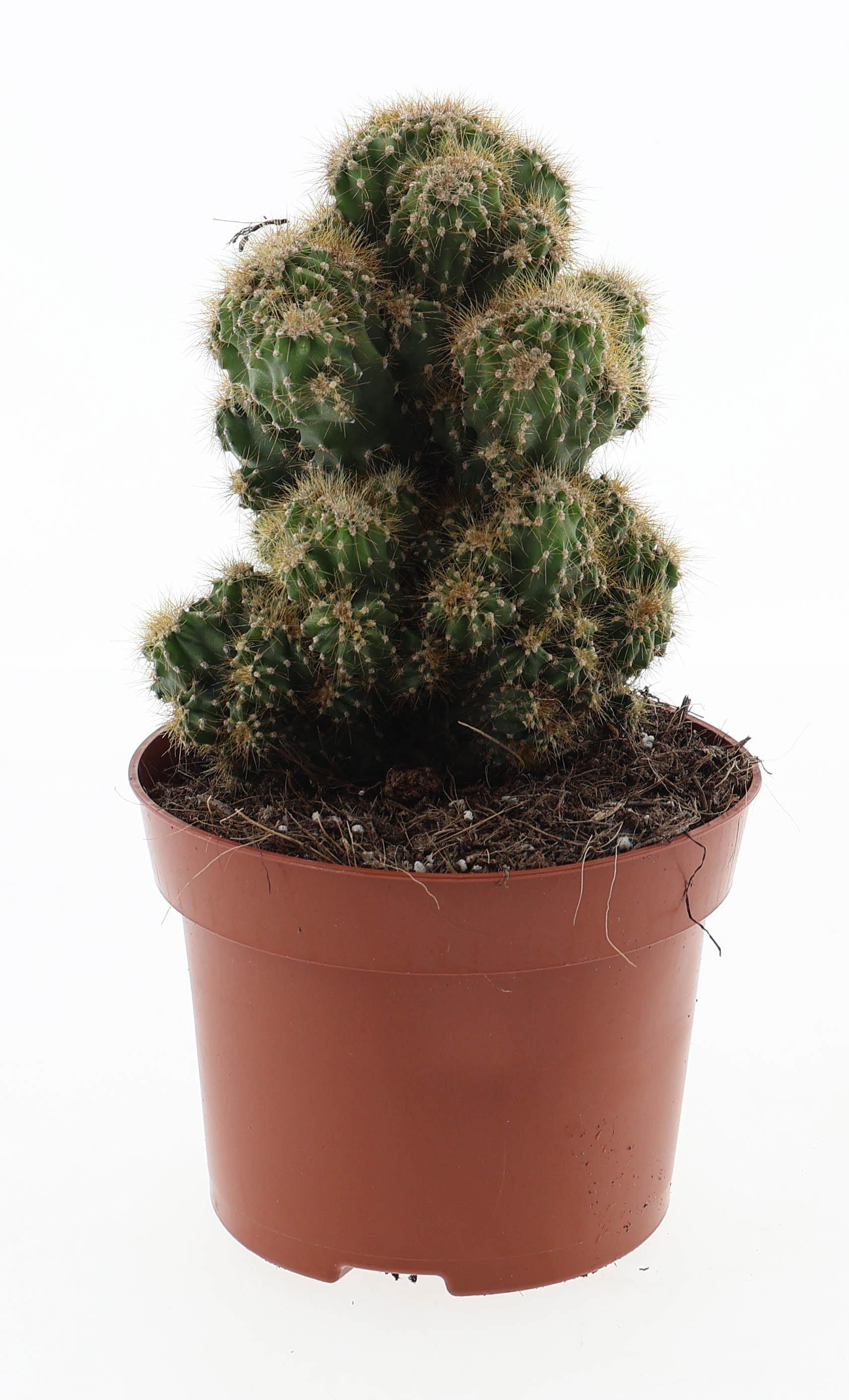 Горшечные цветы и растения оптом Cereus Peruvianus Monstrosus Geel от 6шт из Голландии с доставкой по России