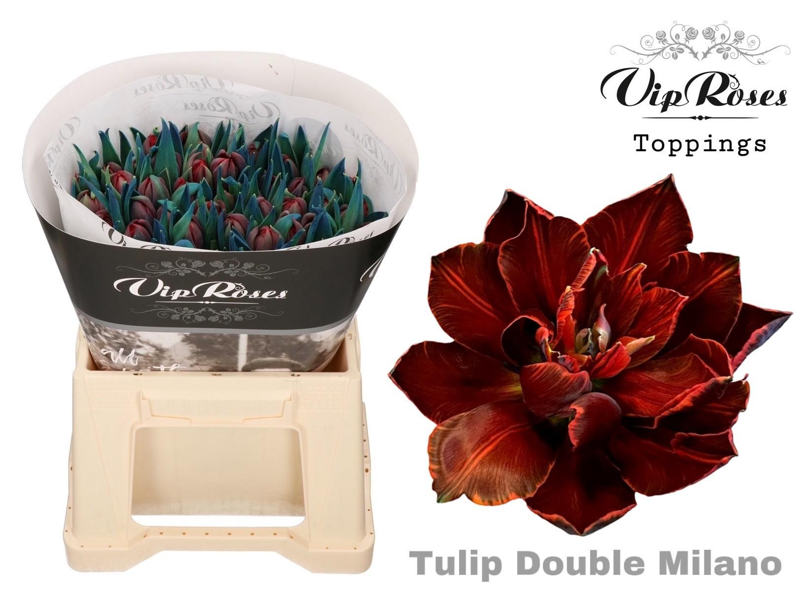Срезанные цветы оптом Tulipa si paint milano от 50шт из Голландии с доставкой по России