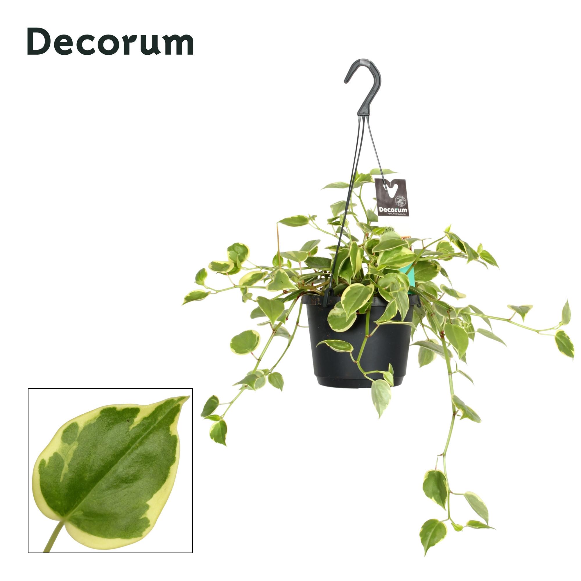 Горшечные цветы и растения оптом Peperomia Scandens Variegata от 6шт из Голландии с доставкой по России