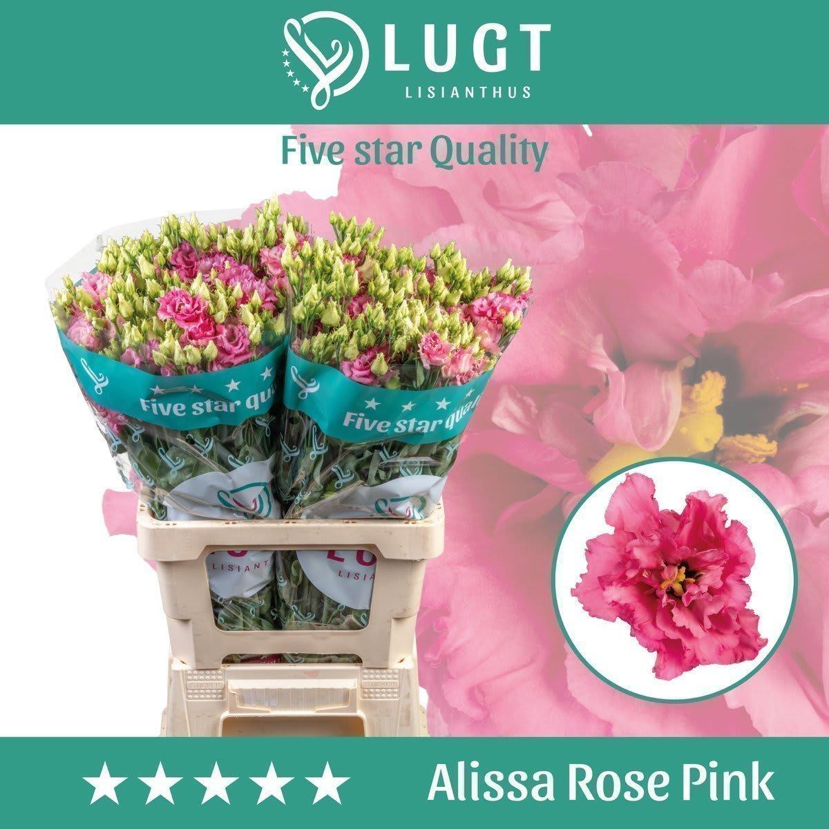 Срезанные цветы оптом Lisianthus do alissa rose pink от 20шт. из Голландии с доставкой по России