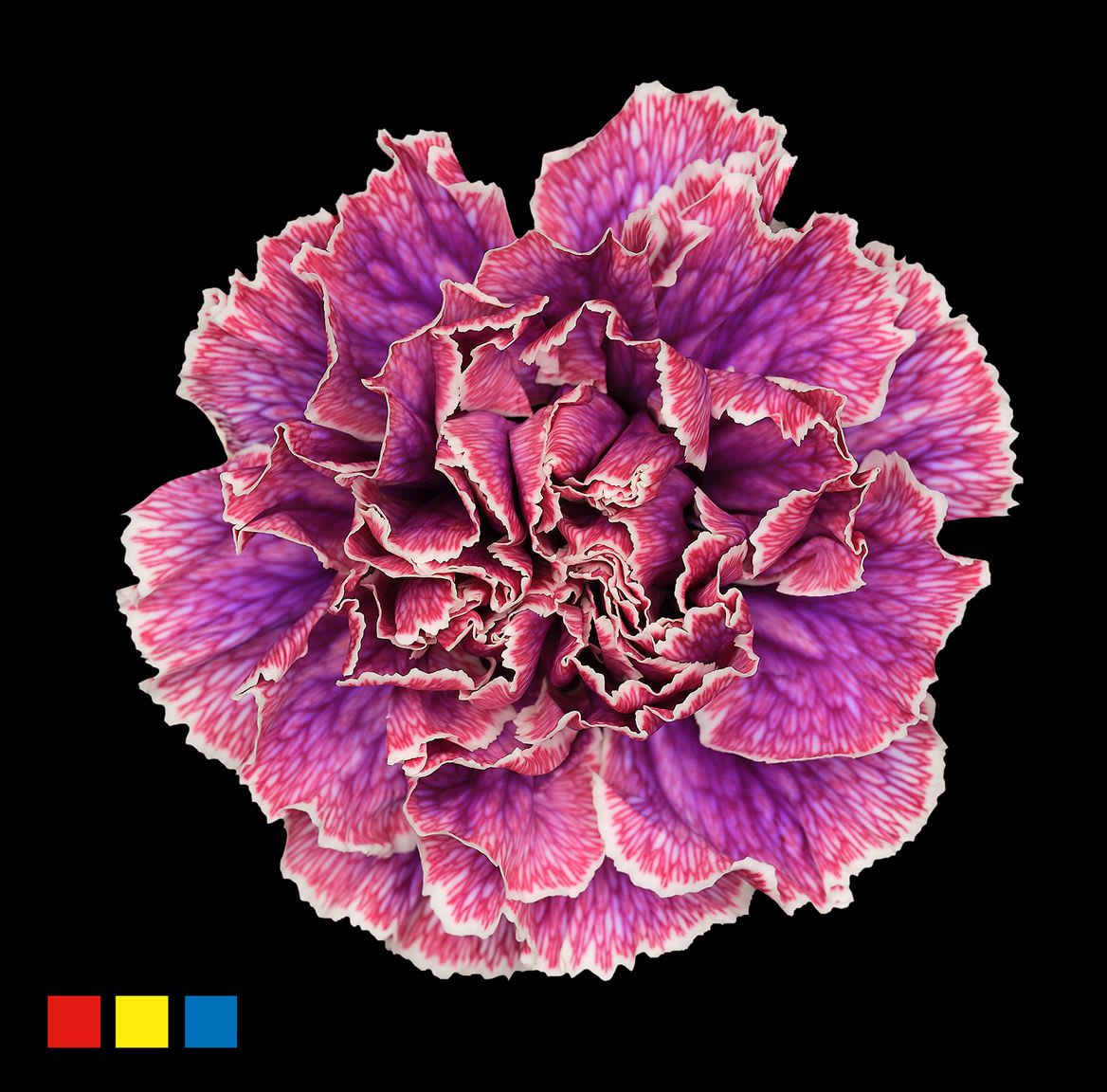 Срезанные цветы оптом Dianthus st paint passion от 80шт из Голландии с доставкой по России